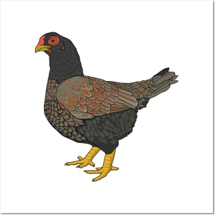 Cornish Chicken Posters and Art